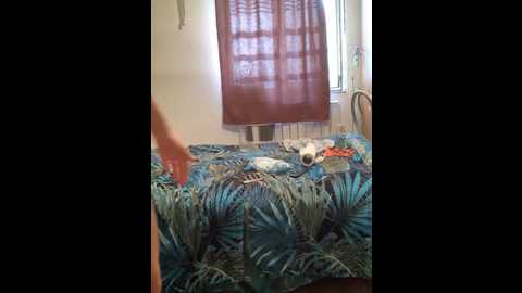 Media: zasmin324 Stripchat 2024-10-03 05:04:00
