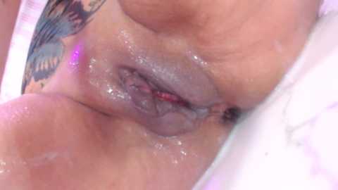 Media: jakelinekitty Stripchat 2024-10-17 21:41:00