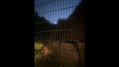 Media: alessia_moor Stripchat 2024-10-25 16:52:00