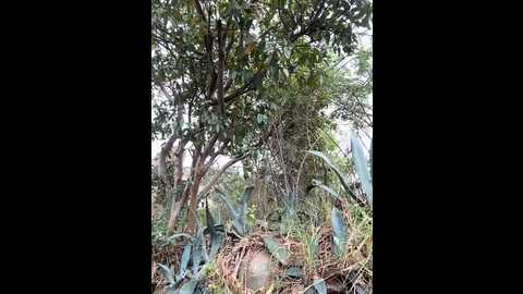 Media: sexi_noemi Stripchat 2024-10-27 22:01:00