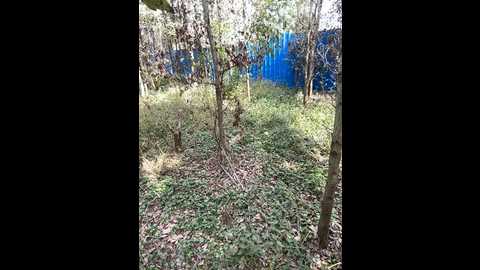 Media: asia_melody Stripchat 2024-10-28 05:45:00