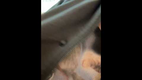 Media: bigbabykiki Stripchat 2024-11-14 08:56:00