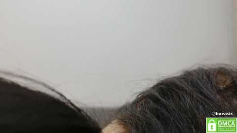 Media: baeasian Stripchat 2024-11-22 15:55:00