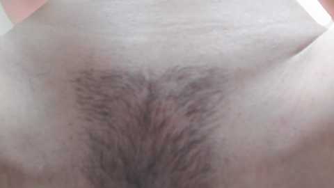 momo_room @ stripchat on 20241128