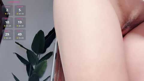 Media: krismil3 Stripchat 2024-11-29 04:20:00