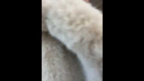 Media: angelinateller Stripchat 2024-12-03 06:27:00