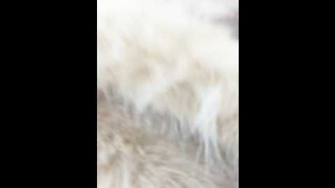 Media: angelinateller Stripchat 2024-12-07 07:14:00