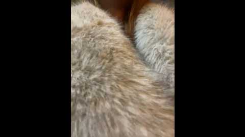 Media: babydolll Stripchat 2024-12-10 19:10:00