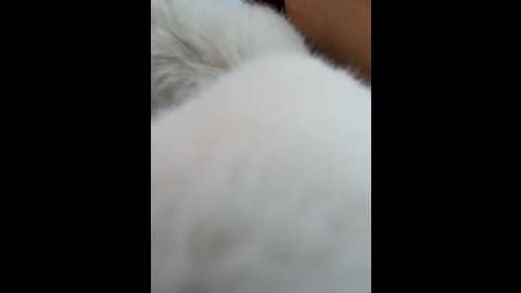 Media: angelinateller Stripchat 2024-12-15 08:24:00