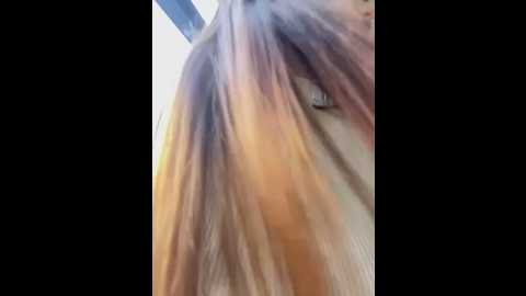 Media: shuggybaby Stripchat 2025-06-21 08:11:00