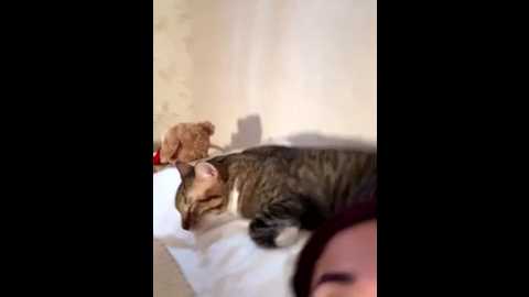 Media: cutefathima Stripchat 2025-07-06 22:19:00
