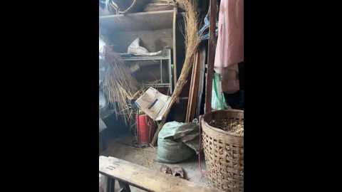 Media: sisi_6 Stripchat 2025-07-06 06:25:00
