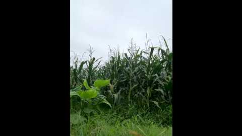 sisi_6 @ stripchat on 20250707