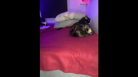 Media: sexyhoneycake Stripchat 2025-07-24 14:50:00