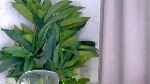 ashleyd_ @ stripchat on 20250726