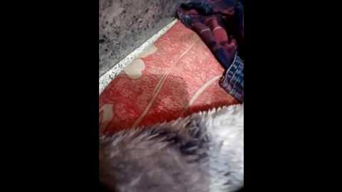 priyankacam @ stripchat on 20250731