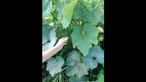 xiaoxi2005 @ stripchat on 20250807