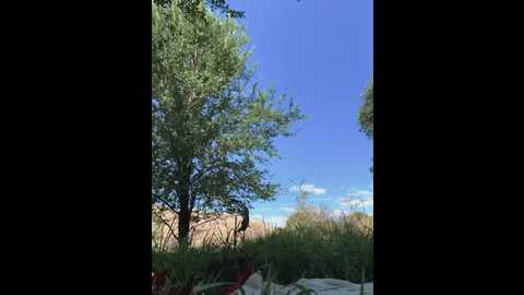 letsfunkarina @ stripchat on 20250810