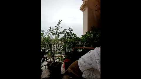 nira_ngot_ngao_